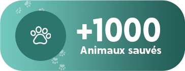 1000 animaux sauves